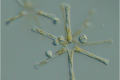 寄生型真菌在水域食物網中所擔任的角色
