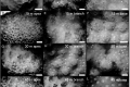 Spatial variation in the morphological traits of Pocillopora verrucosa along a depth gradient in Taiwan