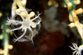 本所戴昌鳳教授歷經三年努力發現7種新命名八放珊瑚