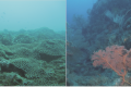 Acknowledging differences: number, characteristics, and distribution of marine benthic communities along Taiwan coast