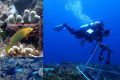 在生物地理過渡帶中棲地改變對礁岩魚類專一化程度的影響