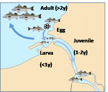 七星鱸魚在淡水河口棲地利用示意圖
