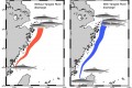 <!--:tw-->“Damned” Yangtze River Dam may affect the spawning migration of anchovy in the East China Sea<!--:-->