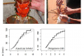 <!--:tw-->Modelling the growth of crustacean species<!--:-->