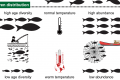 Truncated age structure and warming temperature drive marine fishes into uneven spatial distribution, weakening their sustainability