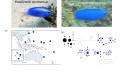 <!--:tw-->Species origin and cryptic species in the Coral Triangle<!--:-->