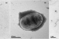 Establishment of a novel genus for a marine bacterium recovered from the lagoon of Dongsha Island, Taiwan
