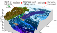 “Kuroshio paradox”－Coastal uplift supports more energy transferred to higher tropical levels in this oligotrophic Kuroshio ecosystem